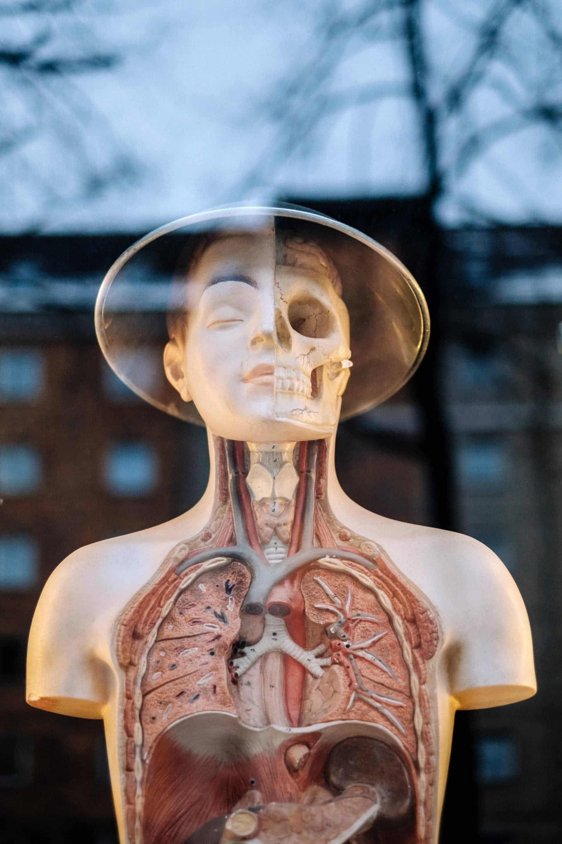 Human anatomy figure