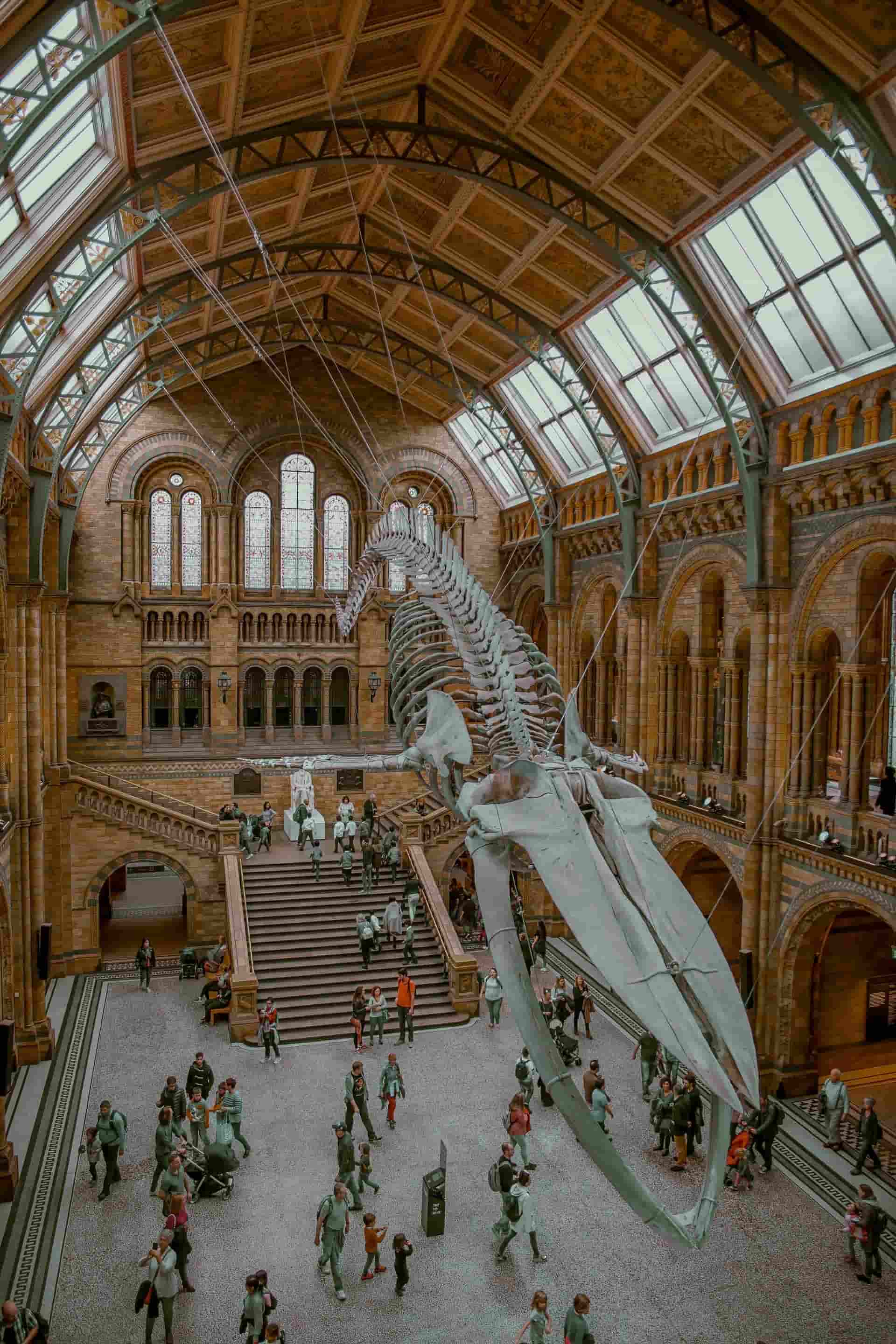 Dinosaur skeleton in a big museum hall